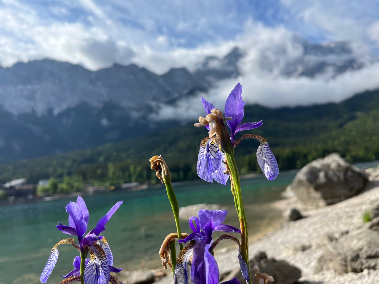 Lake Eibsee with purple flowers in the foreground