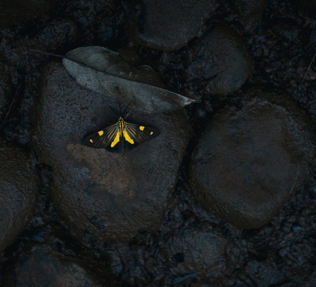 moth with yellow spots on black stone