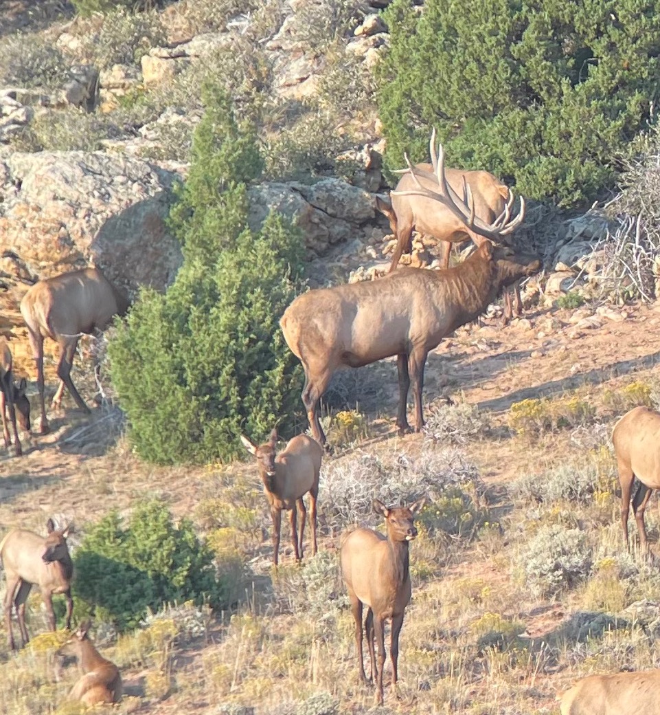 Bull elk broadside with three cows in 201 Colorado