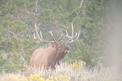 bull elk coming over a rise