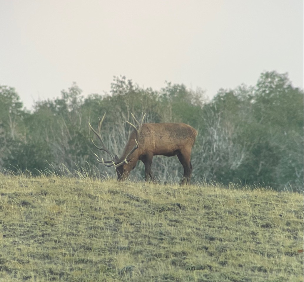 Bull elk grazing on Cold spring Mountain