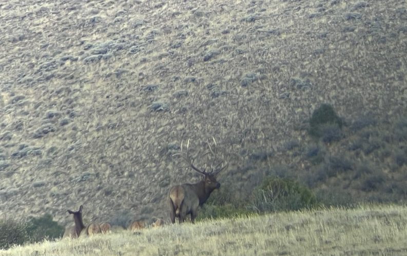 Bull with ivory tips on Cold Spring Mountain 201