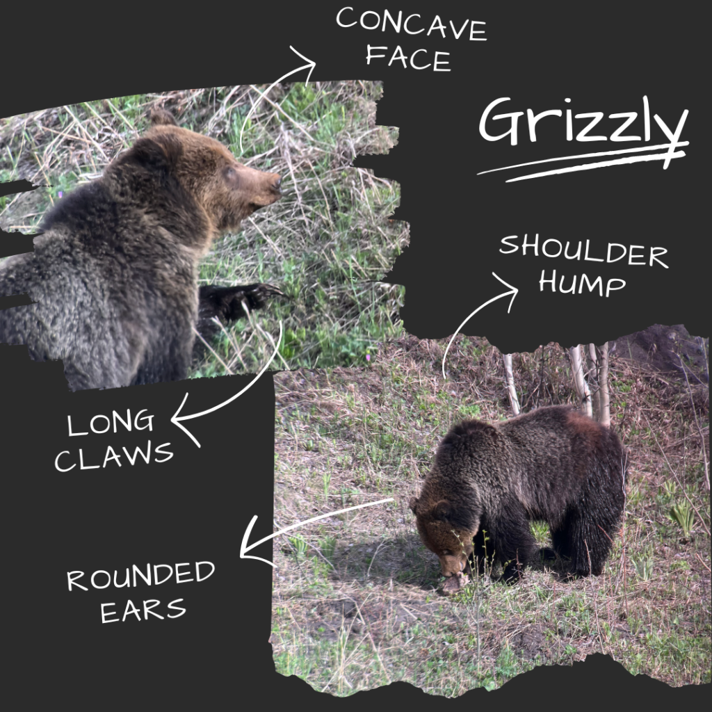 Identifying characteristics of a grizzly bear