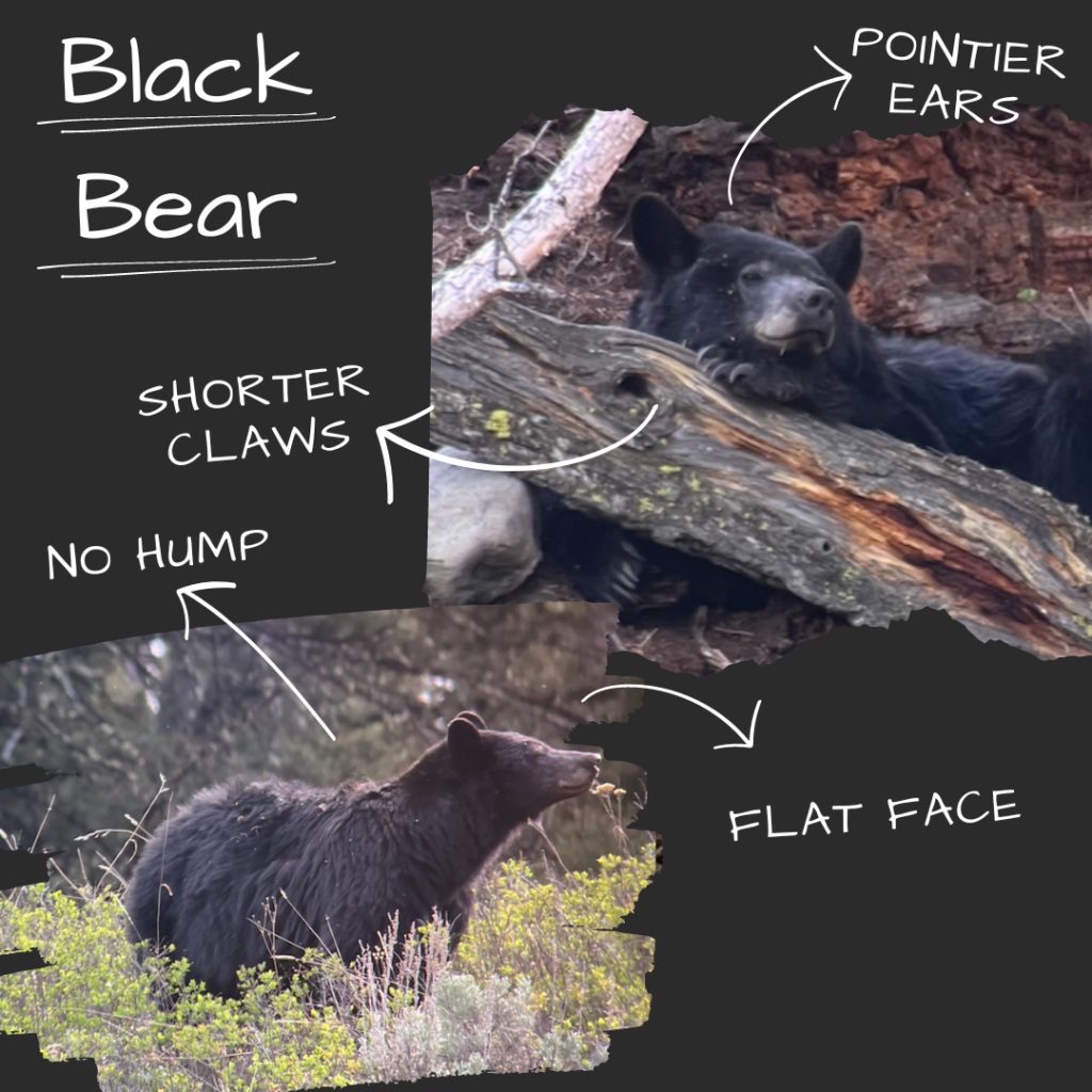 Identifying characteristics of a black bear